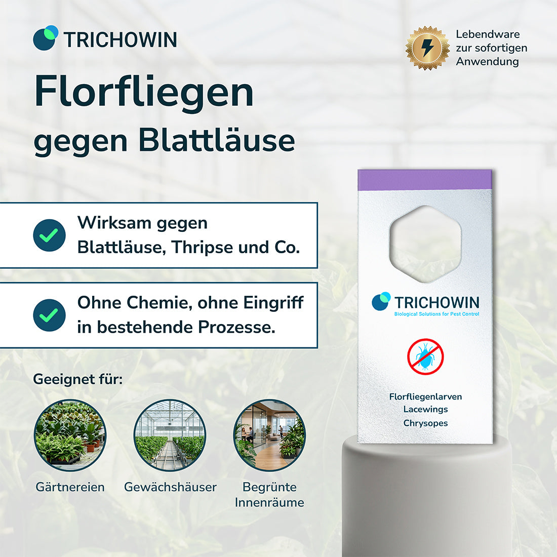 Florfliegen gegen Blattläuse