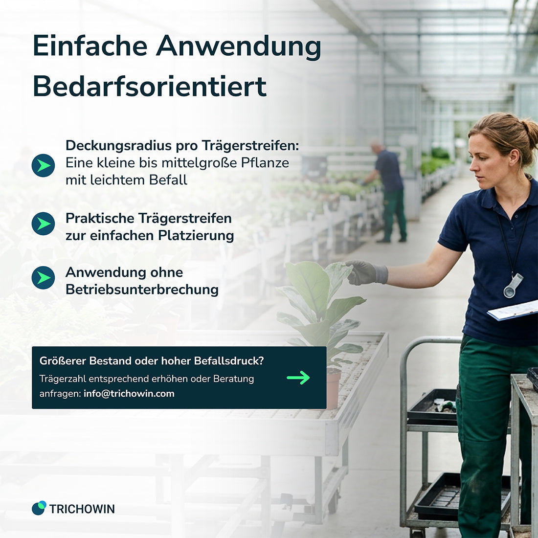 Florfliegen gegen Blattläuse
