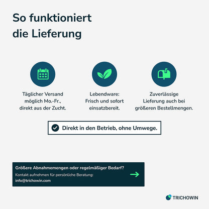 Florfliegen gegen Blattläuse