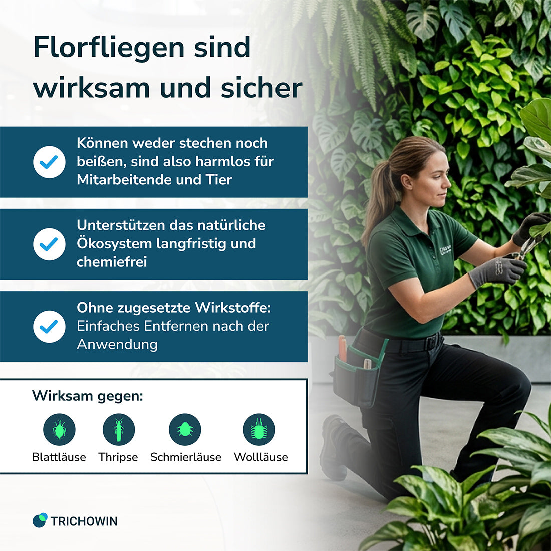 Florfliegen gegen Blattläuse