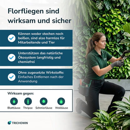Florfliegen gegen Blattläuse