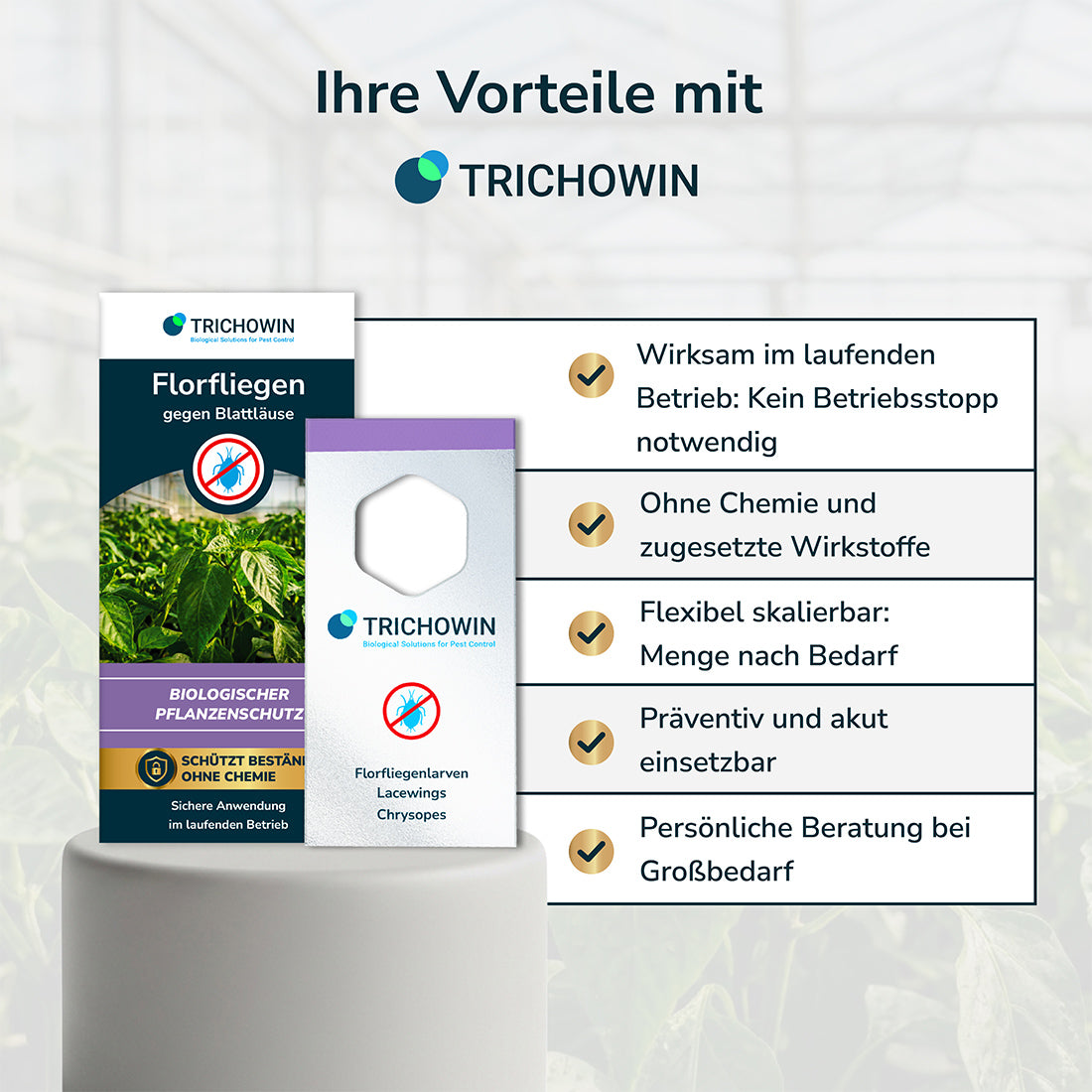 Florfliegen gegen Blattläuse