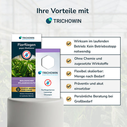 Florfliegen gegen Blattläuse