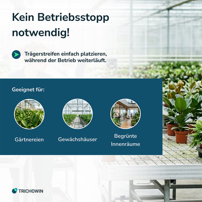 Florfliegen gegen Blattläuse