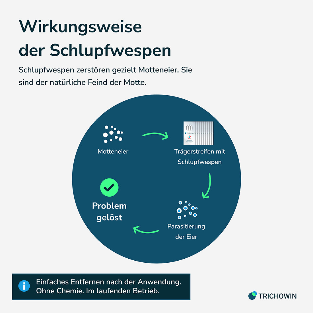 Schlupfwespen gegen Kleidermotten