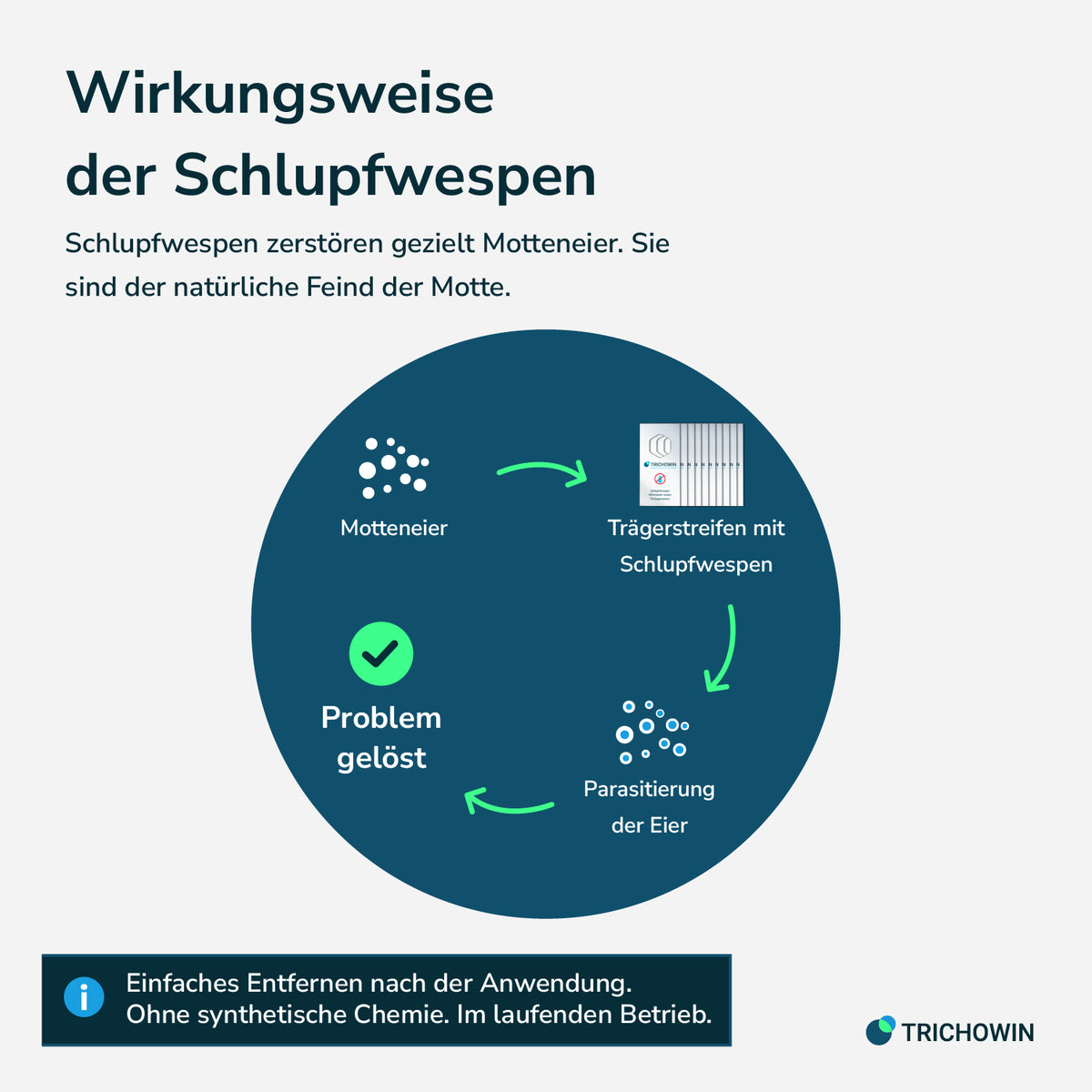 Schlupfwespen gegen Kleidermotten