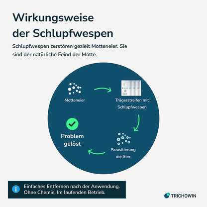 Schlupfwespen gegen Lebensmittelmotten