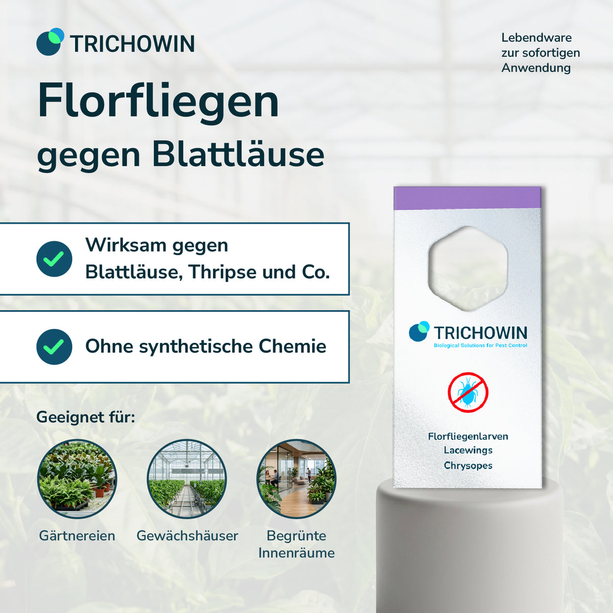 Florfliegen gegen Blattläuse
