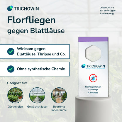 Florfliegen gegen Blattläuse