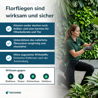 Florfliegen gegen Blattläuse