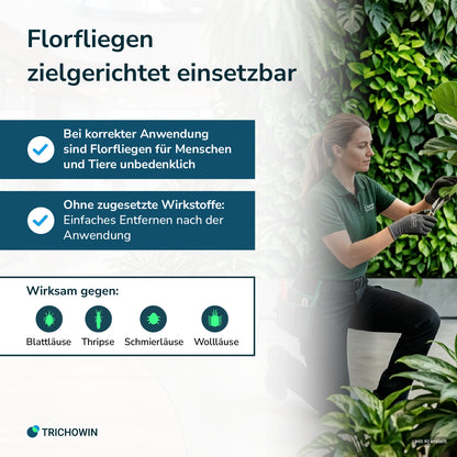 Florfliegen gegen Blattläuse