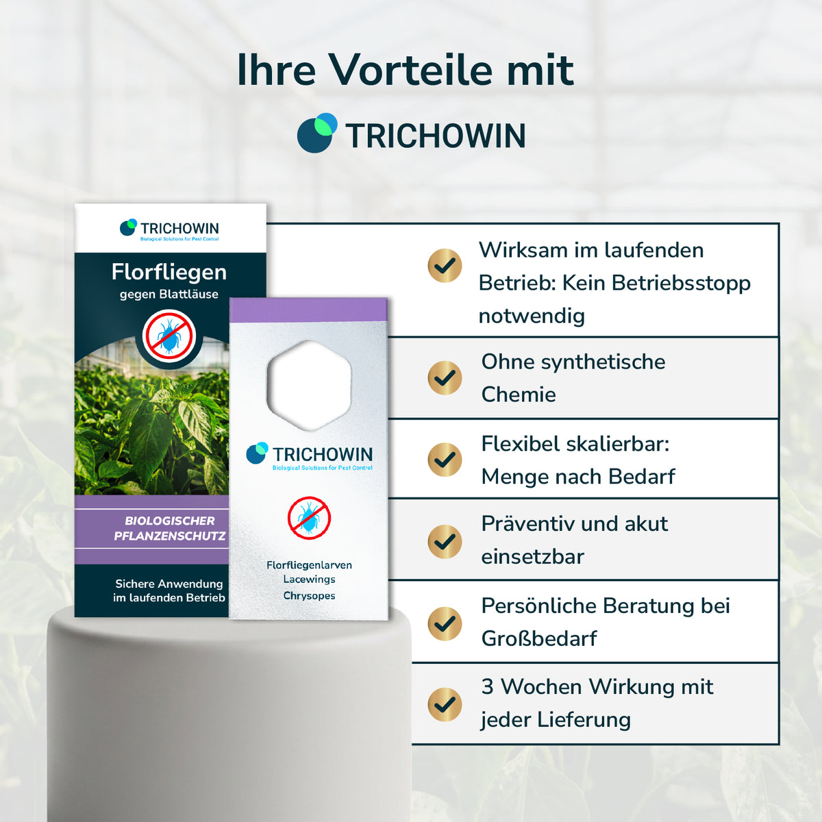 Florfliegen gegen Blattläuse