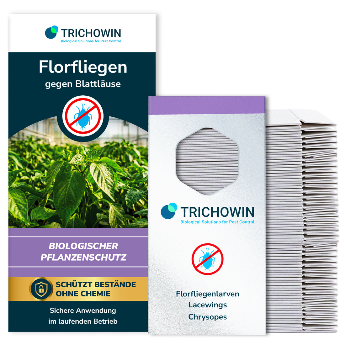 Florfliegen gegen Blattläuse