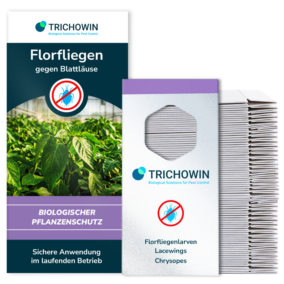 Florfliegen gegen Blattläuse
